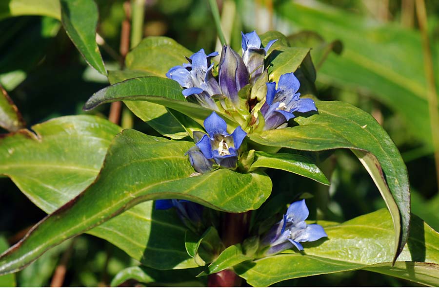 Gentiana cruciata / Genziana minore